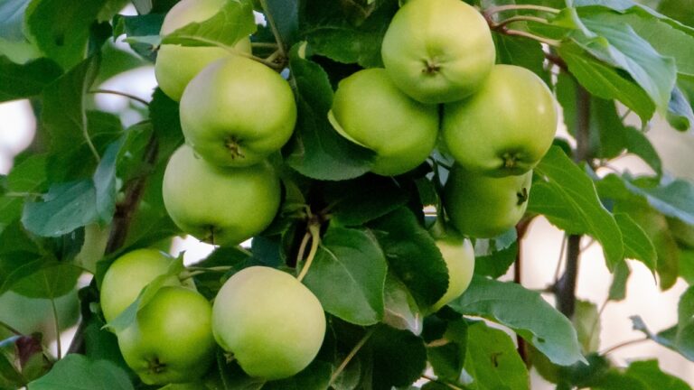 Jabłoń Reneta – czym się wyróżnia?